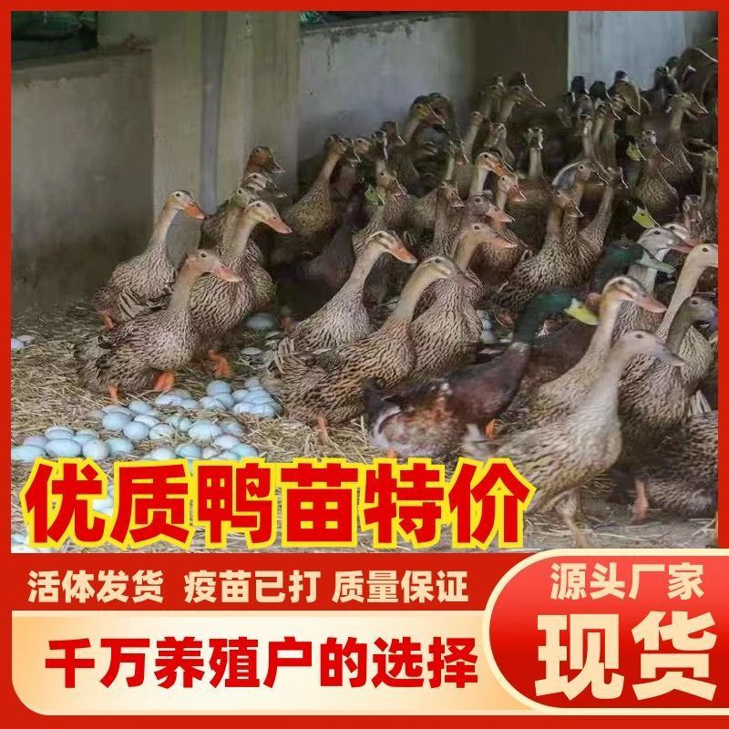大种麻鸭苗金定鸭苗肉鸭苗番鸭苗大种肉鸭苗活苗