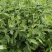 艾草苗0.09元（一手货源）自产自销量大价优欢迎来电洽谈合作