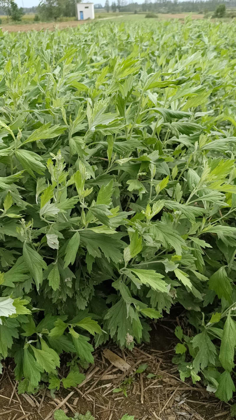 艾草苗0.09元（一手货源）自产自销量大价优欢迎来电洽谈合作