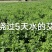 艾草苗0.09元（一手货源）自产自销量大价优欢迎来电洽谈合作