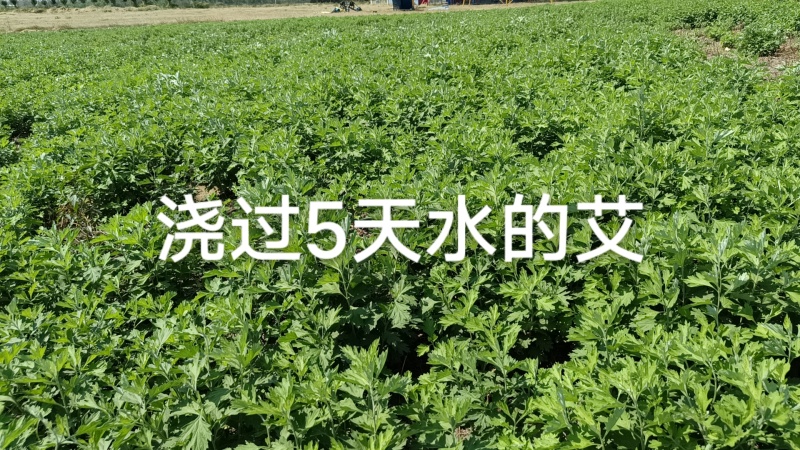 艾草苗0.09元（一手货源）自产自销量大价优欢迎来电洽谈合作
