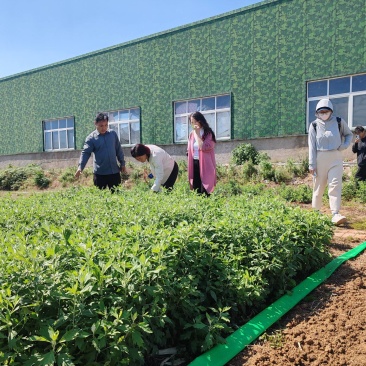 艾草苗0.09元（一手货源）自产自销量大价优欢迎来电洽谈合作