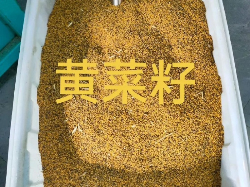 菜籽