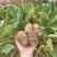 山东毛芋头8520粉糯香芋产地批发芋艿通货精品团购社区