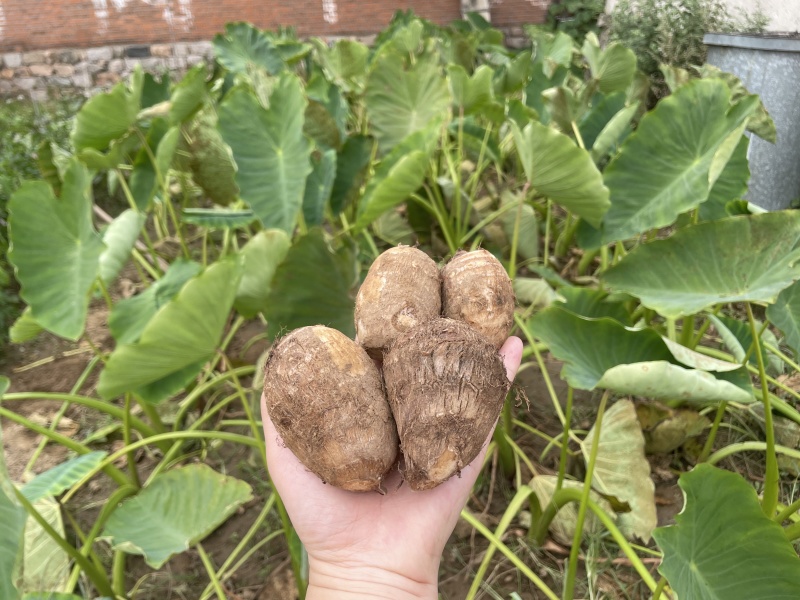 山东毛芋头8520粉糯香芋产地批发芋艿通货精品团购社区