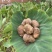 山东毛芋头8520粉糯香芋产地批发芋艿通货精品团购社区