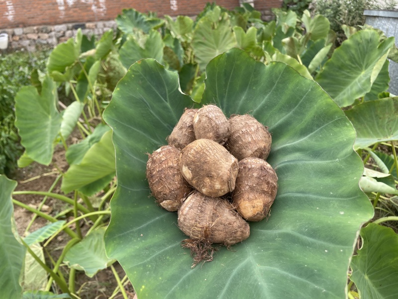 山东毛芋头8520粉糯香芋产地批发芋艿通货精品团购社区