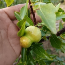 正宗葫芦枣苗山东苗圃地发苗保证品种
