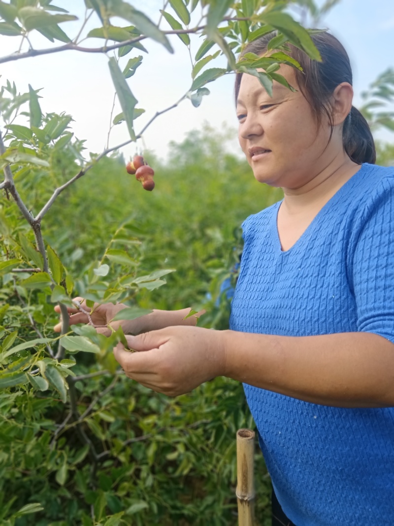 正宗葫芦枣苗山东苗圃地发苗保证品种
