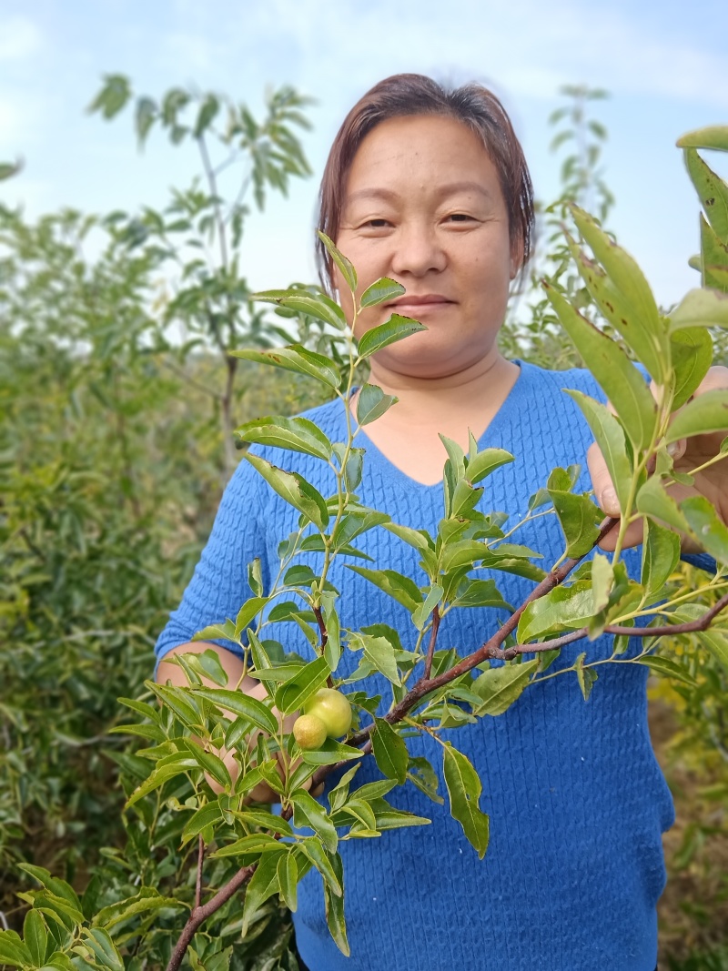 正宗葫芦枣苗山东苗圃地发苗保证品种
