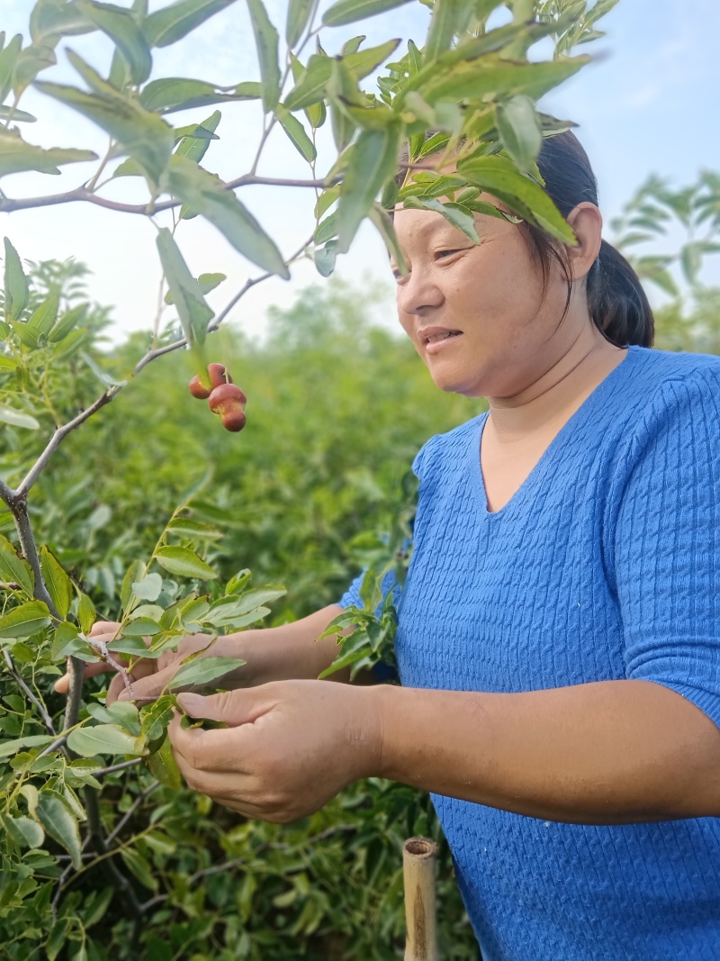 正宗葫芦枣苗山东苗圃地发苗保证品种