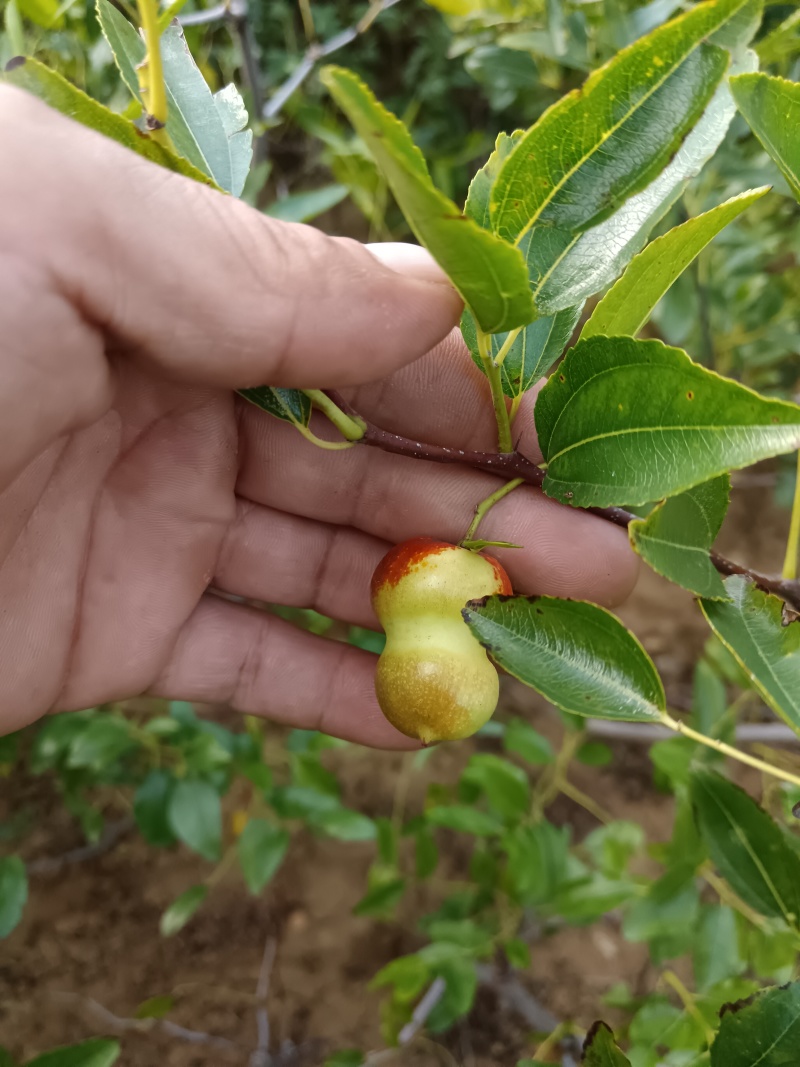 正宗葫芦枣苗山东苗圃地发苗保证品种