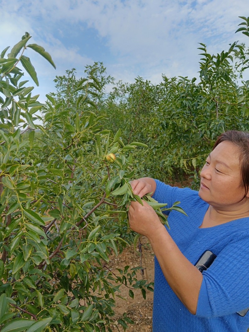 正宗葫芦枣苗山东苗圃地发苗保证品种