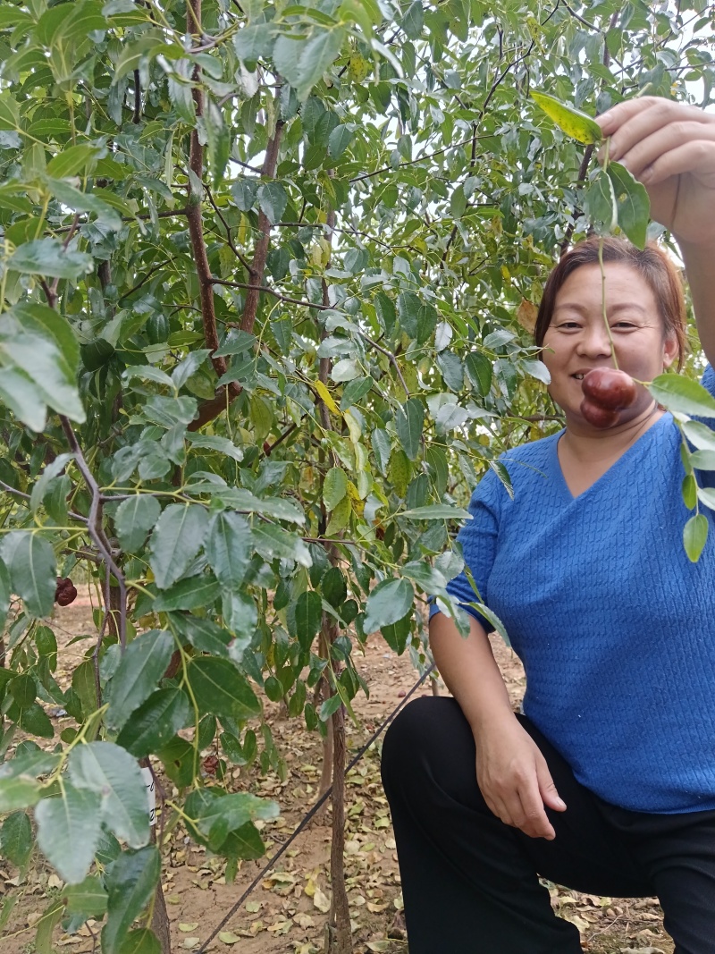 正宗葫芦枣苗山东苗圃地发苗保证品种