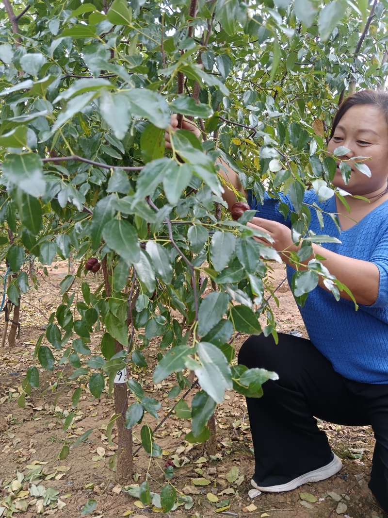 正宗葫芦枣苗山东苗圃地发苗保证品种