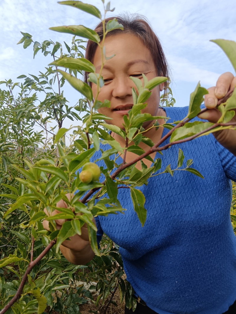 正宗葫芦枣苗山东苗圃地发苗保证品种