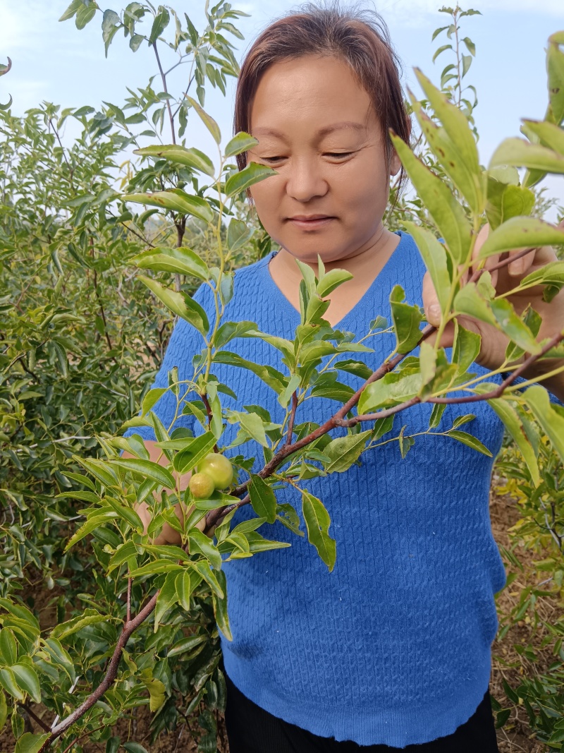 正宗葫芦枣苗山东苗圃地发苗保证品种