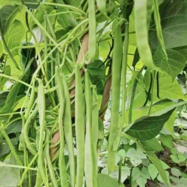 翠嫩巨芸豆种子豆角种子宽扁种籽四季豆种籽菜园春秋季农家