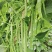 翠嫩巨芸豆种子豆角种子宽扁种籽四季豆种籽菜园春秋季农家