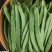 翠嫩巨芸豆种子豆角种子宽扁种籽四季豆种籽菜园春秋季农家