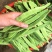 翠嫩巨芸豆种子豆角种子宽扁种籽四季豆种籽菜园春秋季农家