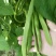 翠嫩巨芸豆种子豆角种子宽扁种籽四季豆种籽菜园春秋季农家
