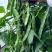 翠嫩巨芸豆种子豆角种子宽扁种籽四季豆种籽菜园春秋季农家