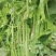 翠嫩巨芸豆种子豆角种子宽扁种籽四季豆种籽菜园春秋季农家