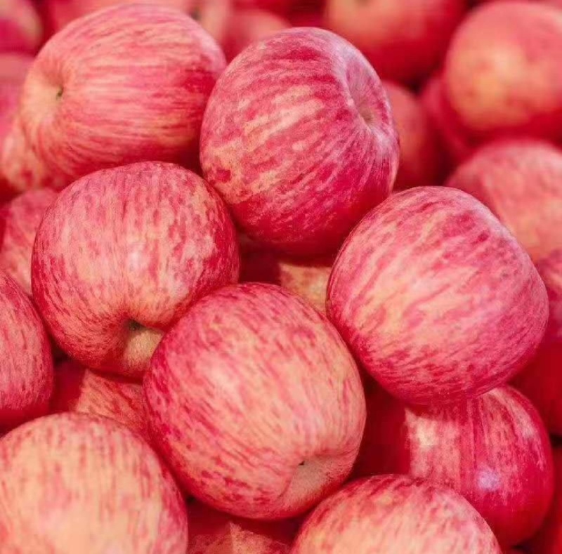 烟台栖霞早熟红富士大量上市，口感脆甜需要的老板电话联系