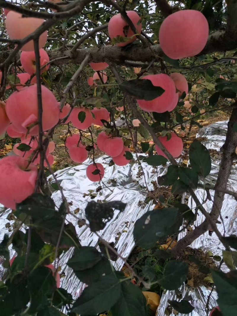 烟台栖霞早熟红富士大量上市，口感脆甜需要的老板电话联系