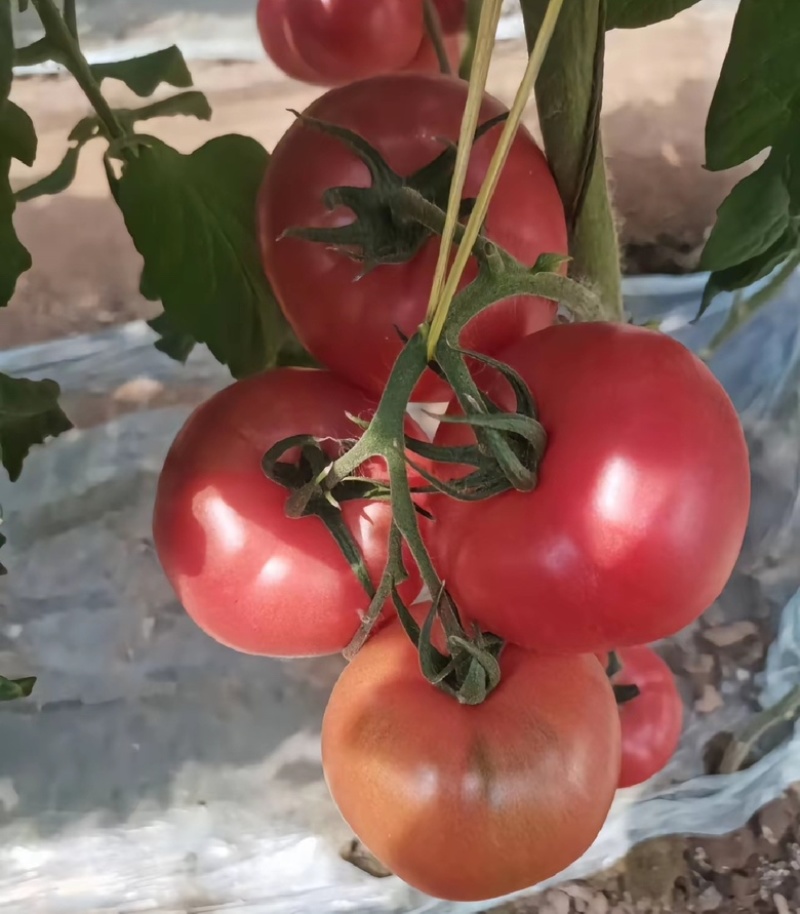 西红柿种苗，番茄苗，保质保量，欢迎定苗