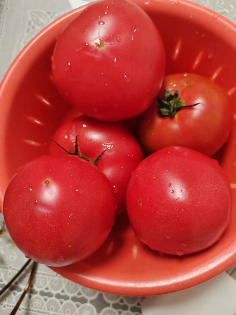西红柿种苗，番茄苗，保质保量，欢迎定苗