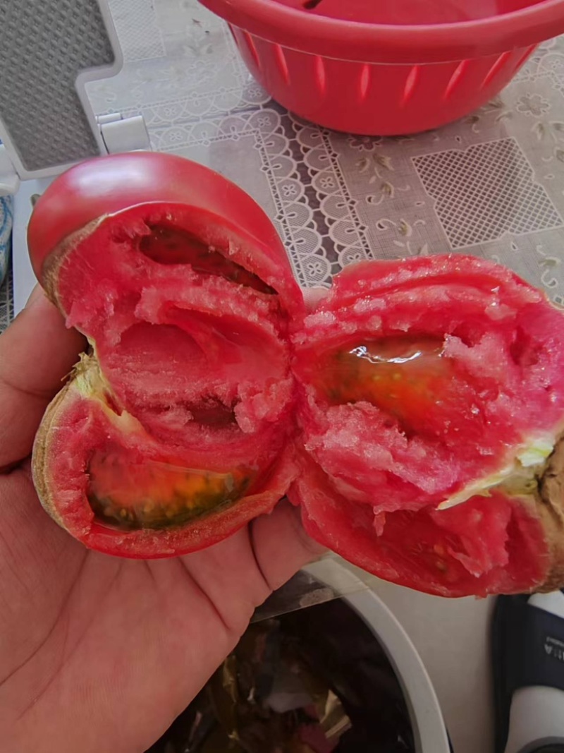 西红柿种苗，番茄苗，保质保量，欢迎定苗