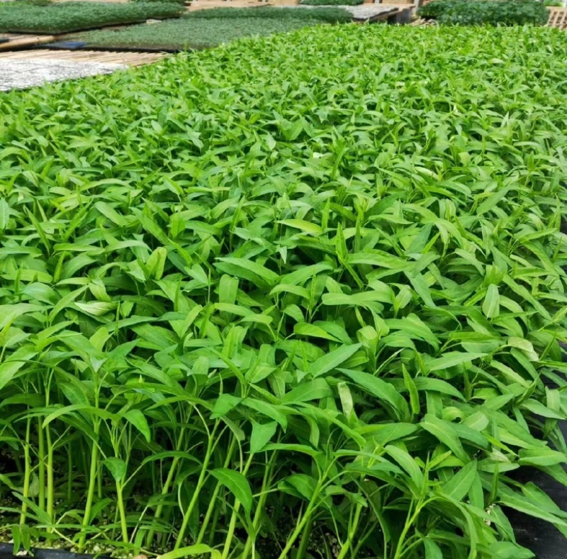 西红柿种苗，番茄苗，保质保量，欢迎定苗