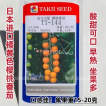 TI-144橘黄色樱桃番茄种子进口樱桃番茄酸甜水果番茄种