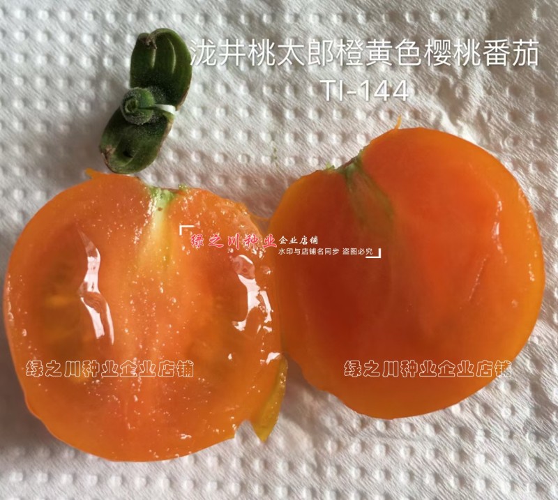 TI-144橘黄色樱桃番茄种子进口樱桃番茄酸甜水果番茄种