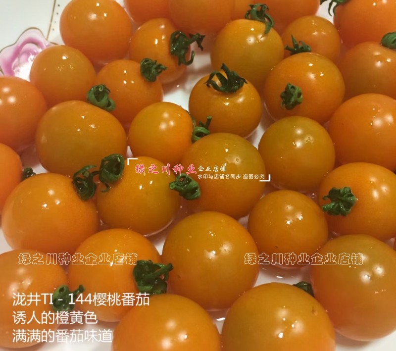 TI-144橘黄色樱桃番茄种子进口樱桃番茄酸甜水果番茄种