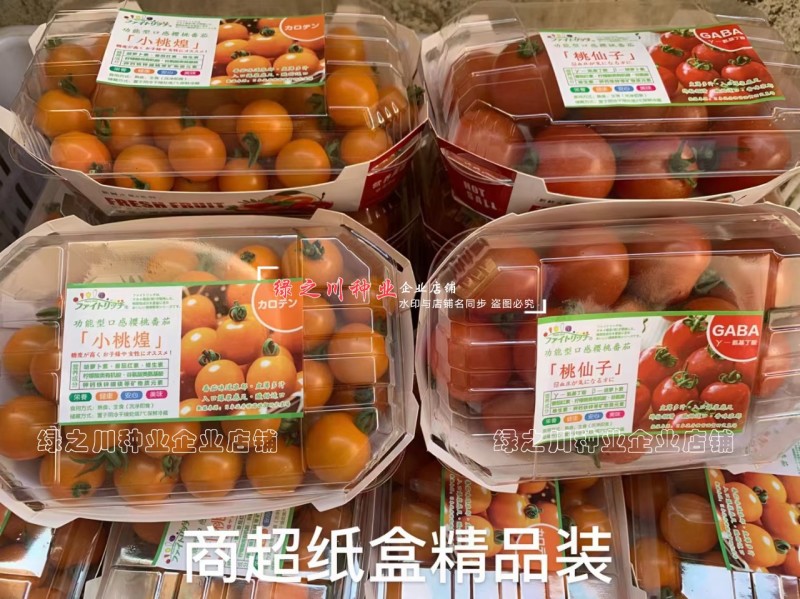 TI-144橘黄色樱桃番茄种子进口樱桃番茄酸甜水果番茄种