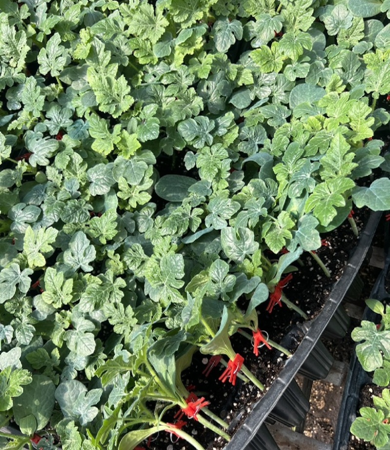 西瓜苗品质保证价格真实基地直发可视频看货
