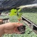 西瓜苗品质保证价格真实基地直发可视频看货