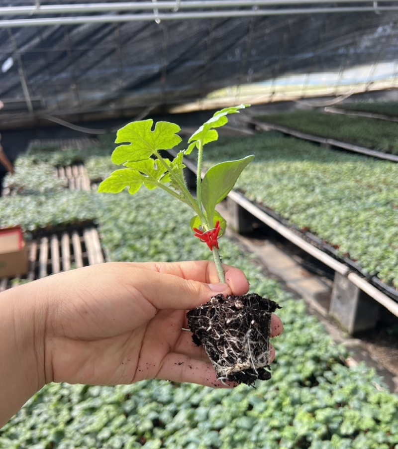 西瓜苗品质保证价格真实基地直发可视频看货