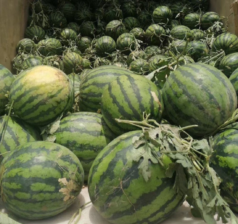 西瓜苗品质保证价格真实基地直发可视频看货
