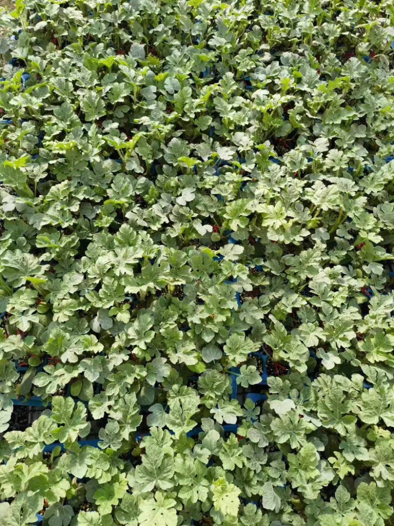 西瓜苗品质保证价格真实基地直发可视频看货