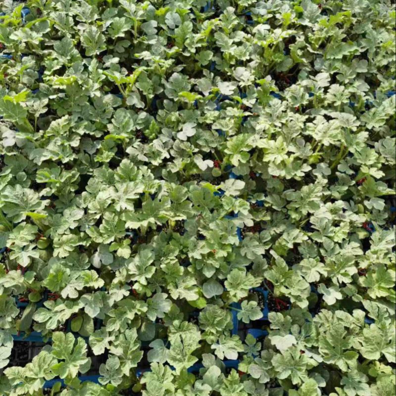 西瓜苗品质保证价格真实基地直发可视频看货