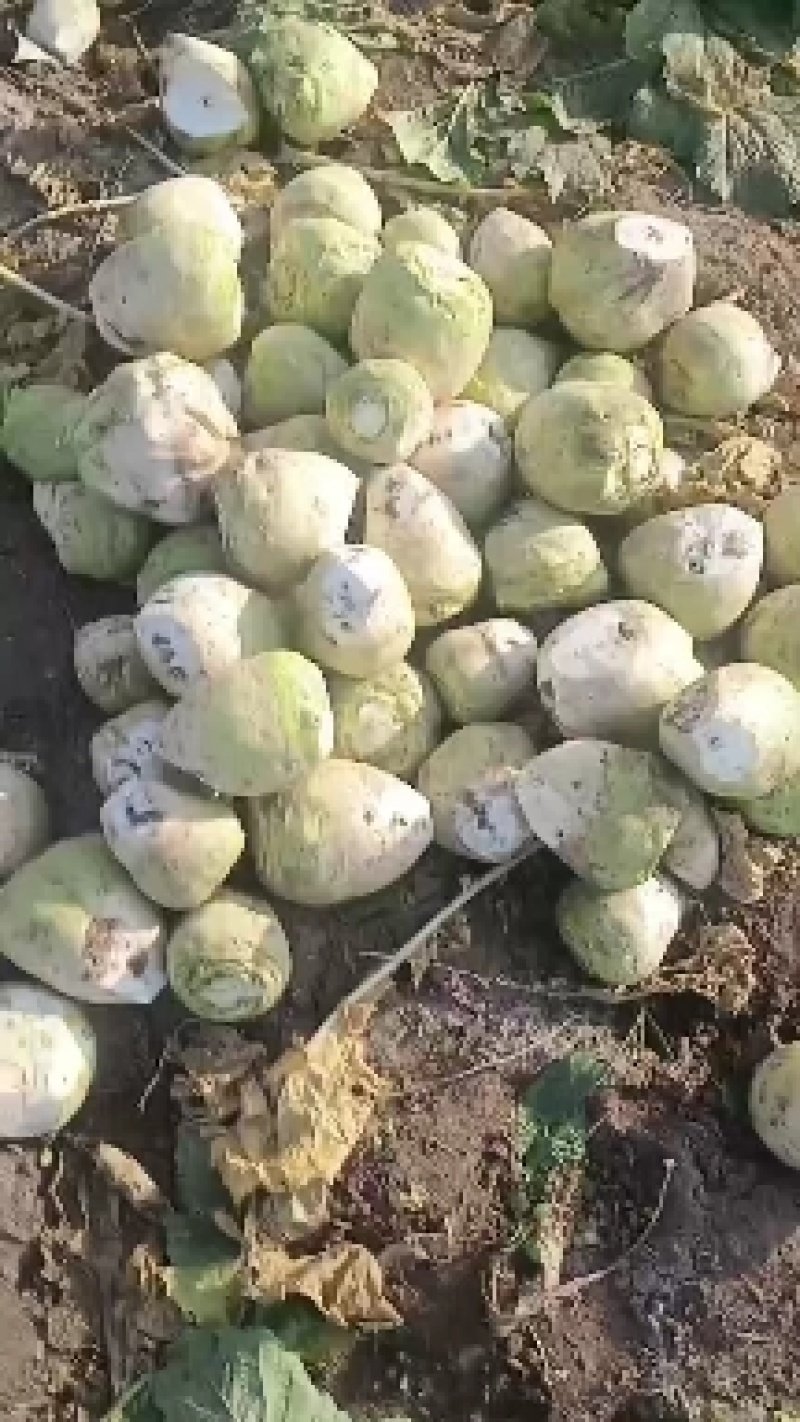 芥菜疙瘩