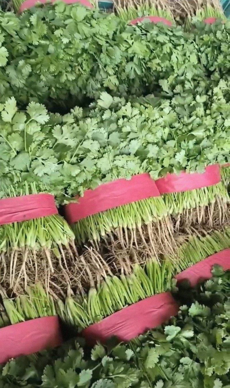 精品香菜