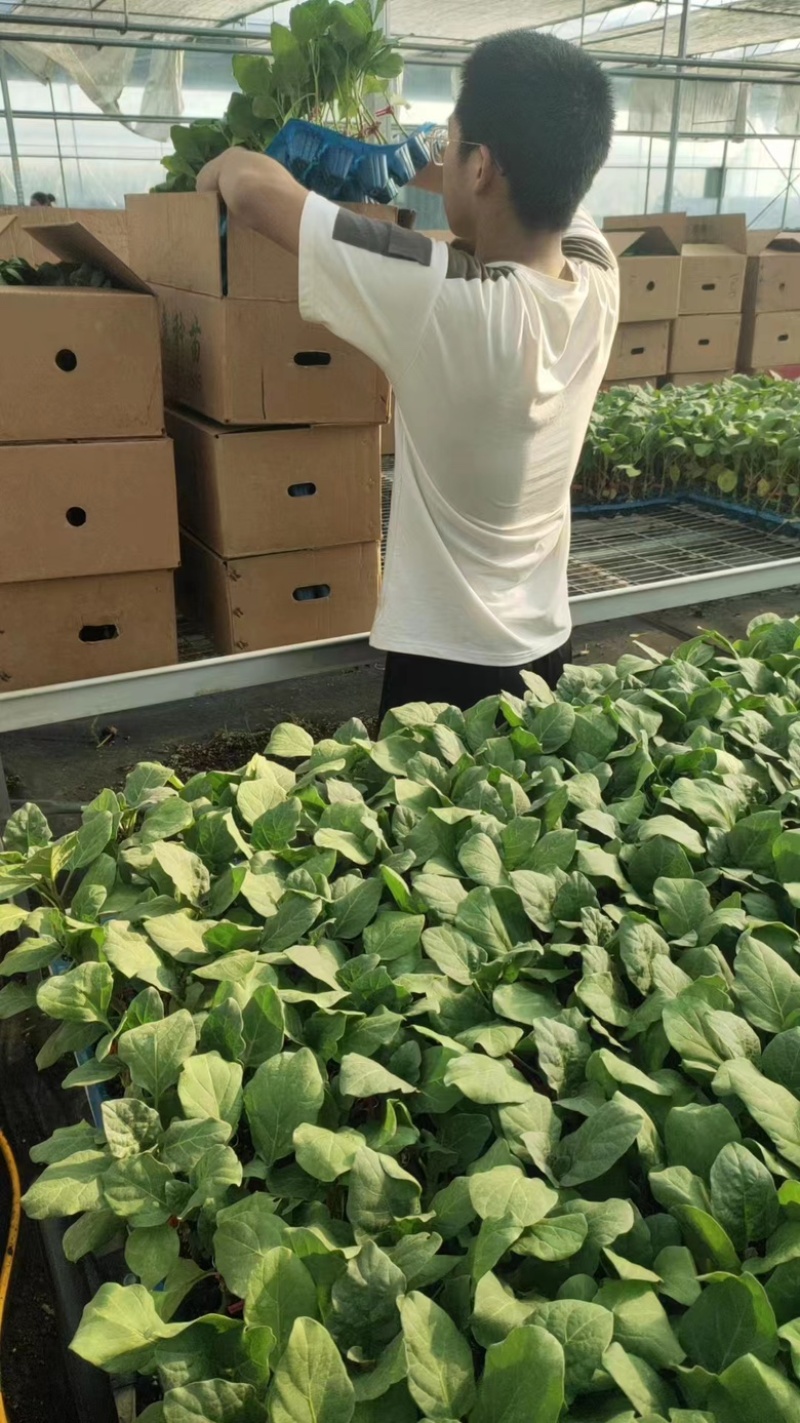 茄子苗长茄苗圆茄苗苗场直供