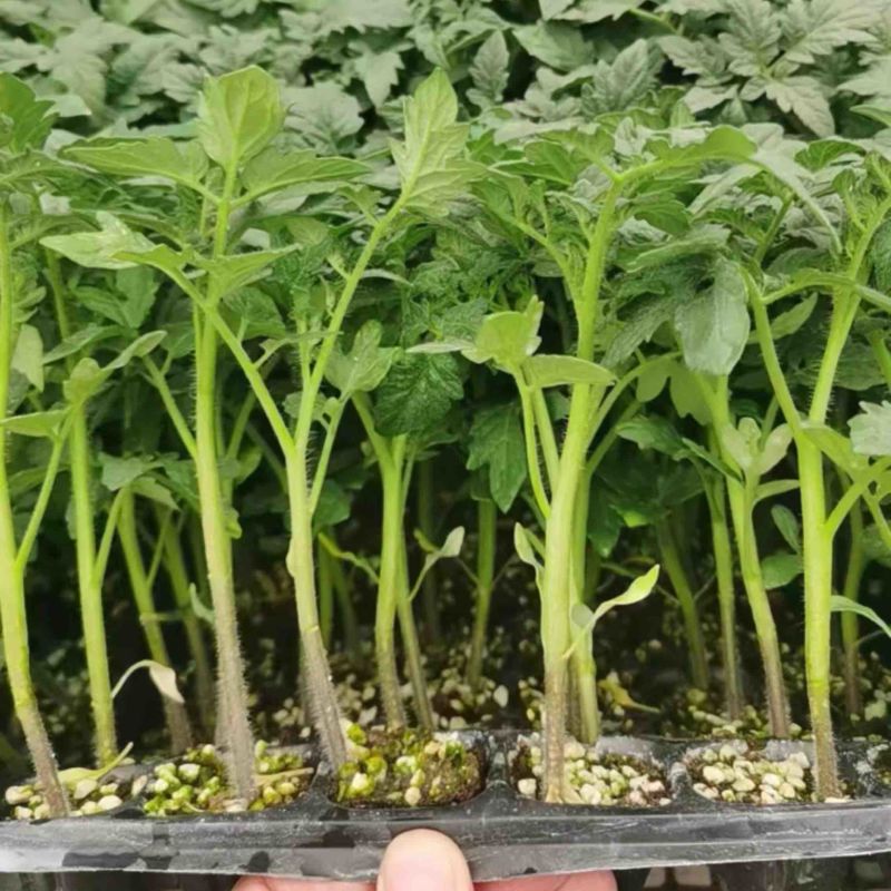 口感柿子苗