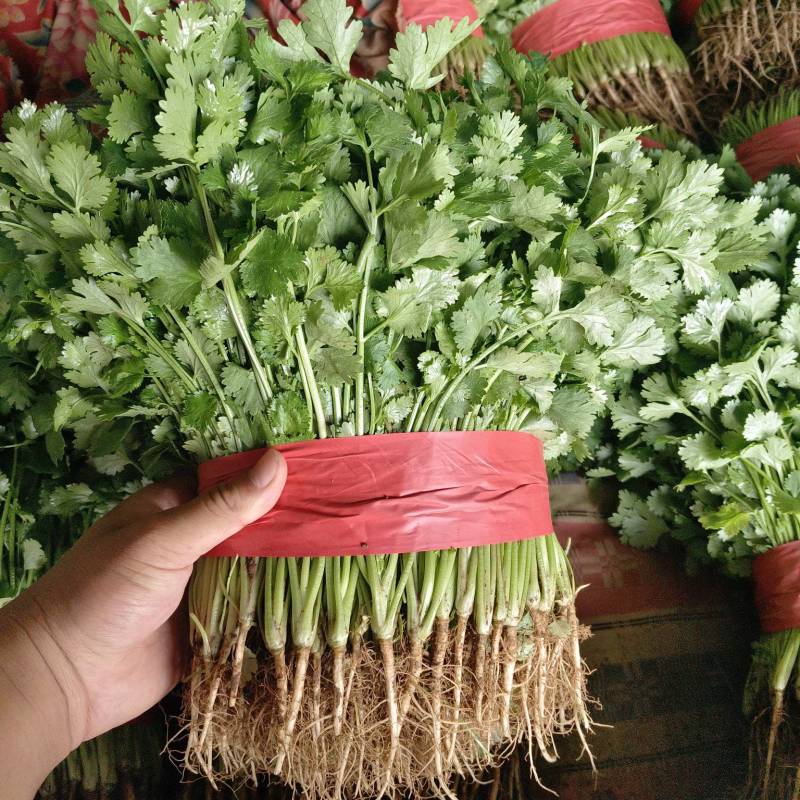 新鲜香菜大量上市，河北产地量大欢迎客商订货实地考察