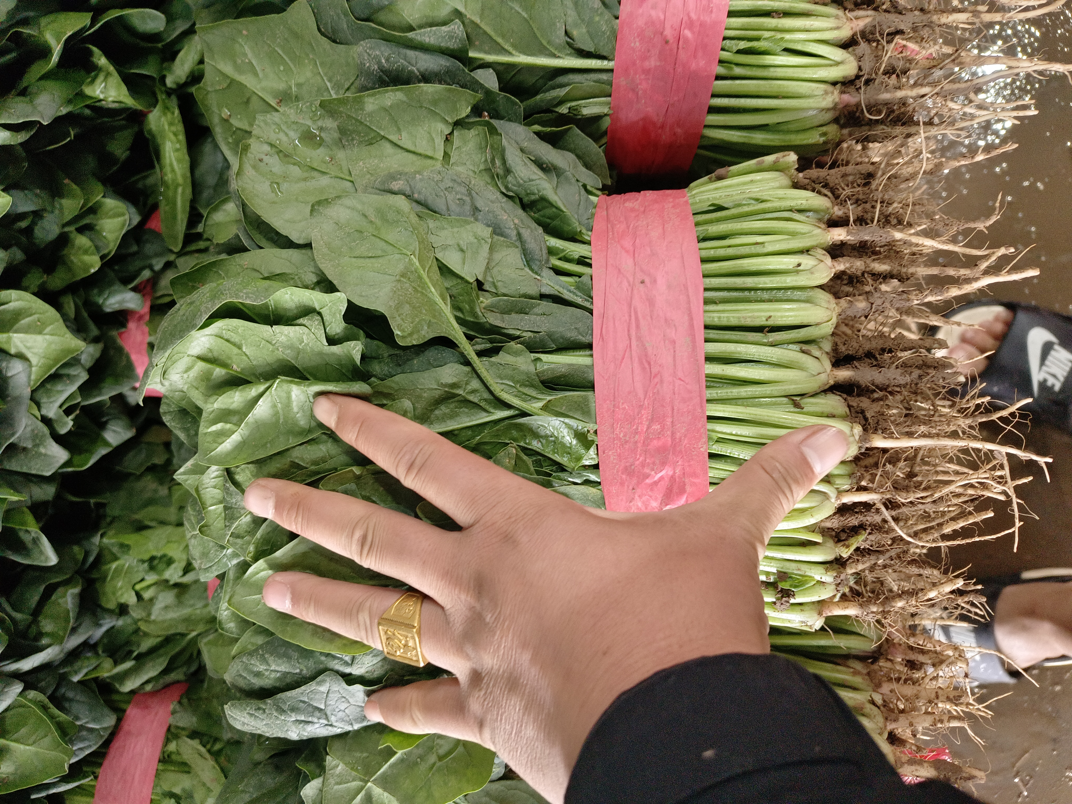 一张清晰的大叶菠菜近距离照片,展示其宽大的叶片和鲜嫩的茎部,背景模糊突出细节 新鲜大叶菠菜的特写图